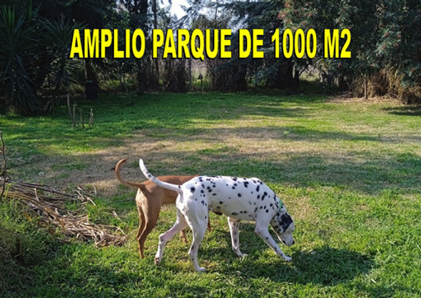 Pensionado Para Perros - Traslados - Guardería Canina 0