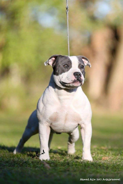Cachorra Staffordshire Bull Terrier 0