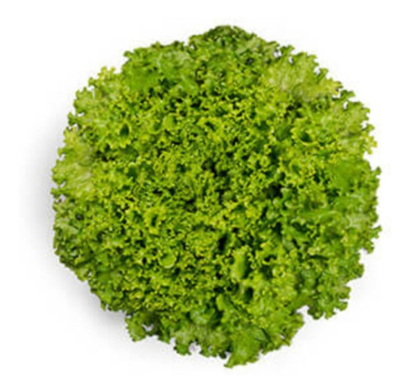 Semente De Alface Crespa Cris Horticeres 5.000 Sementes 1 Semente De Alface Crespa Cris Horticeres 5.000 Sementes 1