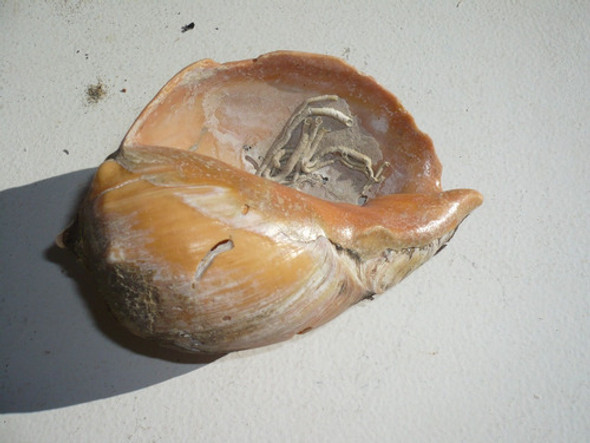 Caracol Real Grande Mar Marino Natural Verdadero Diseño Deco 1 Caracol Real Grande Mar Marino Natural Verdadero Diseño Deco 1