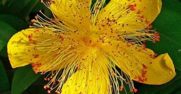 Hypericum Calycinum,  Rosa De San Juan 1