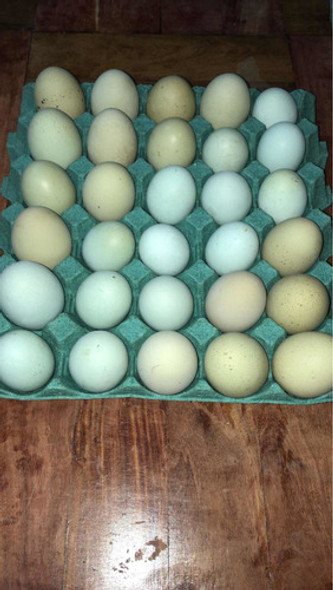 Huevos Orgánicos De Colores Ricos En Proteínas 1