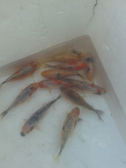 Peces Carpas Koi Brillantes, Veliferas 4 Cm 0 Peces Carpas Koi Brillantes, Veliferas 4 Cm 0