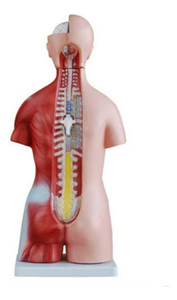 Torso Humano 45 Cm Em 24 Partes E Coluna Exposta 1