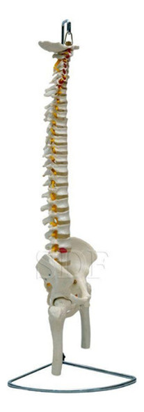 Coluna Vertebral Flexível Pelve Parte Fêmur Esqueleto 1