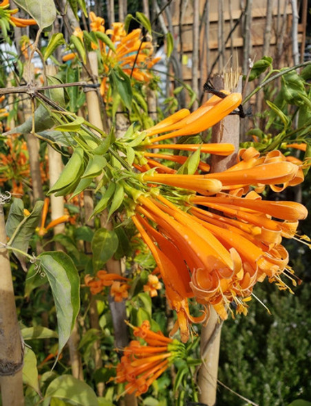 Bignonia Venusta Naranja- Naturaleza Activa 1