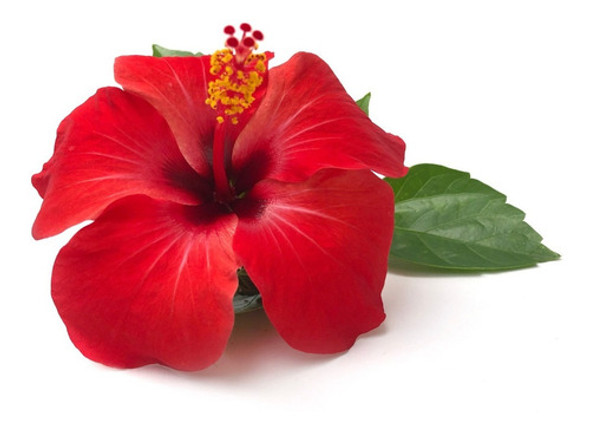 Plantas De Hibiscos Arbustos Florales 0