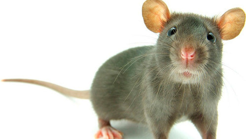6 (seis) Equipos Potente Ahuyentador Ultrasonido Ratas Murci 1