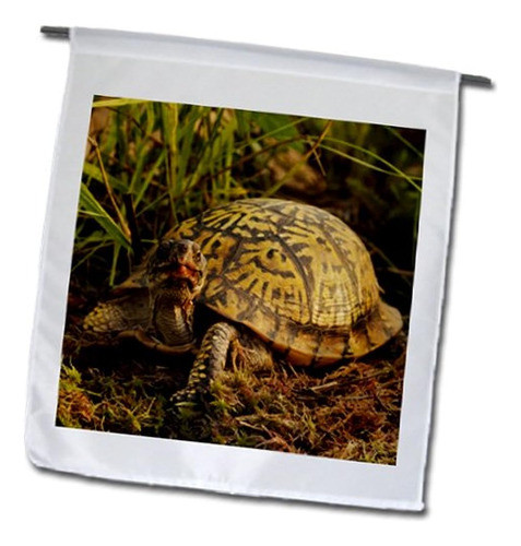 3drosa Fl_91057_1 Tortuga De Caja Oriental, Michigan-us23 Aj 1
