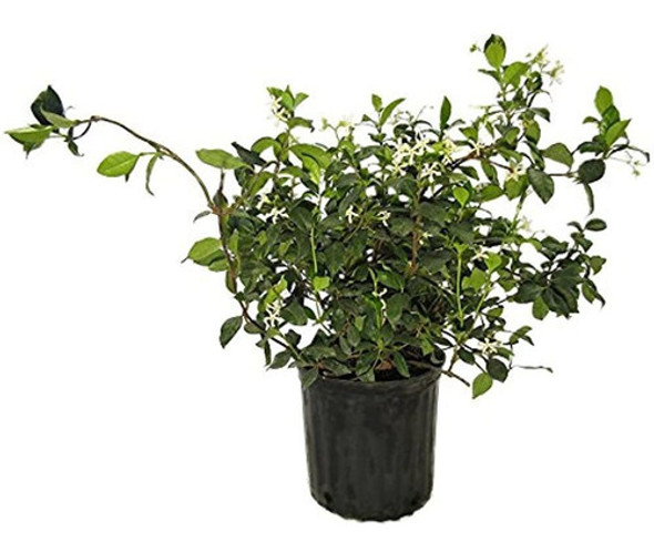Amplex Confederado Jasmine Vine Live Plant 3 Gallon Creeping 0 Amplex Confederado Jasmine Vine Live Plant 3 Gallon Creeping 0