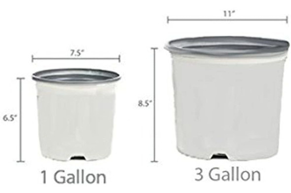 Amplex Confederado Jasmine Vine Live Plant 3 Gallon Creeping 1 Amplex Confederado Jasmine Vine Live Plant 3 Gallon Creeping 1