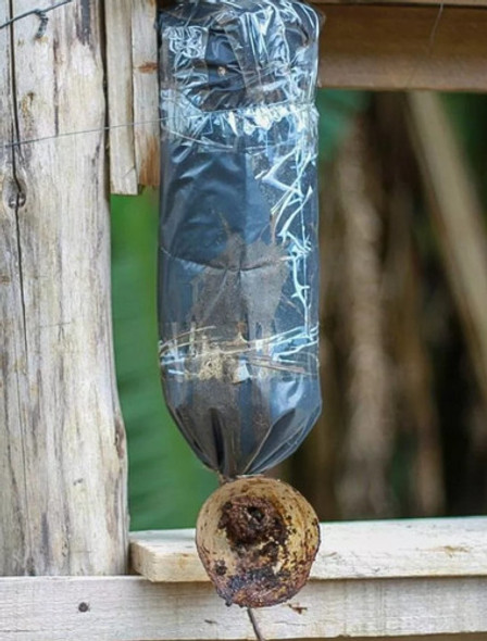 Isca De Abelha 200ml 1 Isca De Abelha 200ml 1