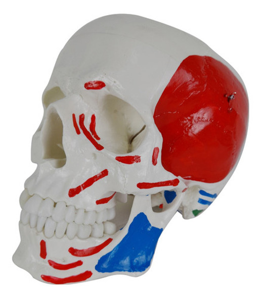 Modelo Anatômico Crânio Origem Inserção Muscular 5 Partes 1