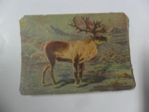 Antigua Figurita Album Animal Animalito Ciervo Cuerno 0