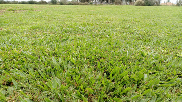 Cesped Brasilero De Hoja Ancha, Axonopus 1