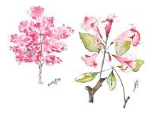 Lapacho Rosado - H E R M O S O - E.gratis Caba, Gba 0