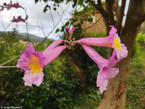 Lapacho Rosado - H E R M O S O - E.gratis Caba, Gba 1