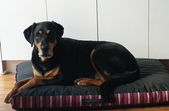 Colchoneta Antidesgarro Impermeable 100x70cm 0