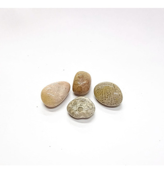 Coral Agatizado - Ixtlan Minerales 0
