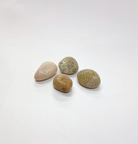 Coral Agatizado - Ixtlan Minerales 1