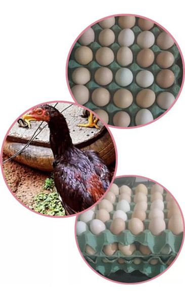 2 Dúzias De Ovos De Galinhas Caipiras Orgânicas De Minas 0