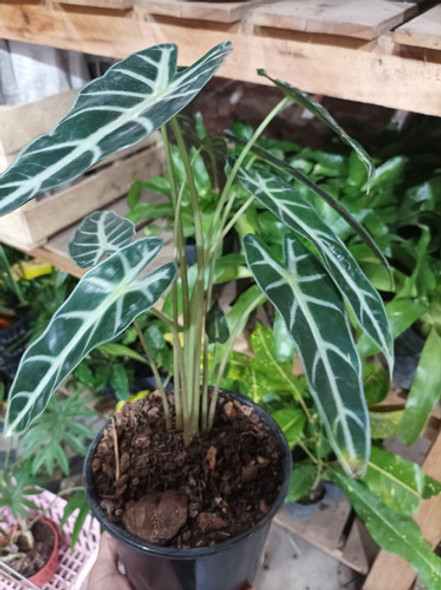 Alocasia Bambina Planta 1
