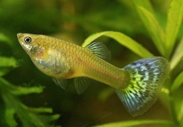 Lebiste Surtidos Por Pareja Oferta Con Mundo Acuatico 1