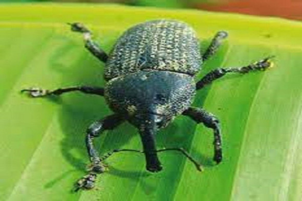 Cosmolure Molecol Moleque Da Bananeira Controle Biologico 1