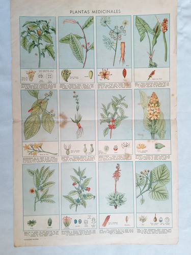 Lamina Antigua Revista ** Billiken ** Plantas Medicinales 0