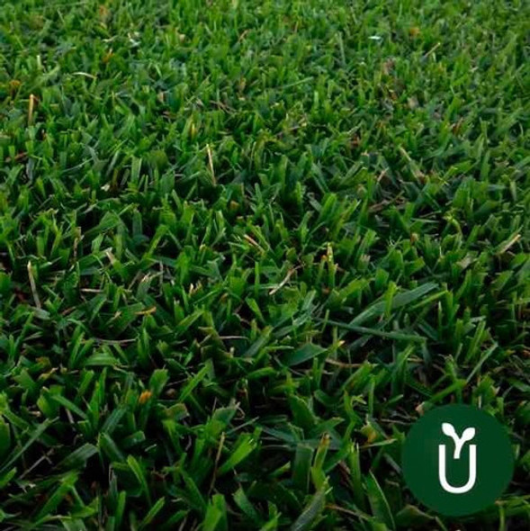 Semillas Césped Festuca Perenne - Alto Tránsito - Hoja Media 1
