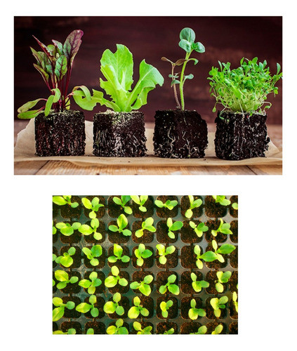 Mini Invernadero Bandeja De Cultivo 27 Celdas Aquaflex 1