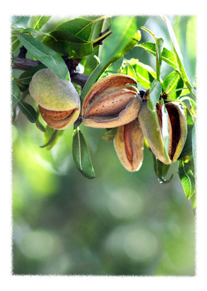 Arbol De Almendra - Almendro 2 Metros 0