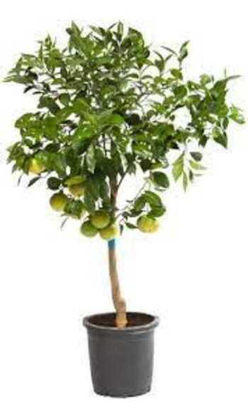 Limonero 4 Estaciones - Maceta 40 Cm De Boca - Ent S/c Caba 0