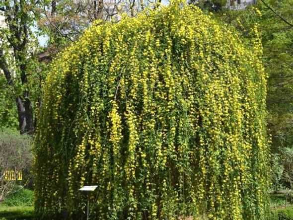 Jasminum Meznyi, Jazmín Amarillo, Jazmín De Invierno!! 0
