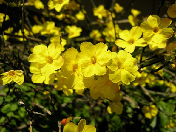 Jasminum Meznyi, Jazmín Amarillo, Jazmín De Invierno!! 1