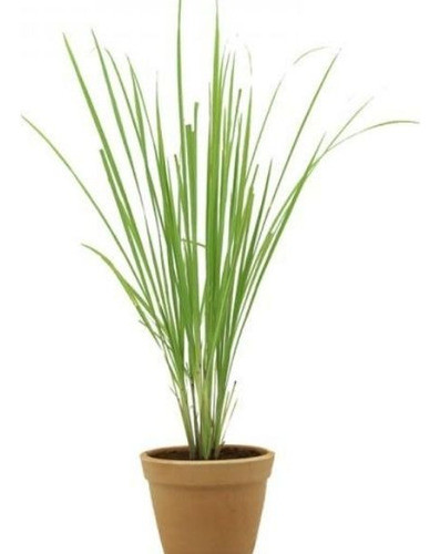 Lemon Grass, Pasto Limón  ( Cymbopogon Citratus) 0