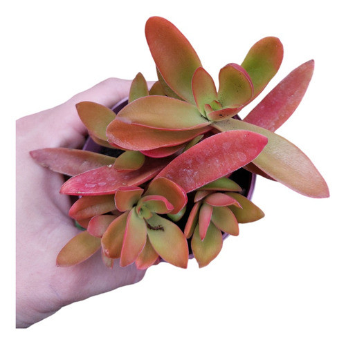 Plantas Cactus Suculentas Por Mayor En Maceta N10 Por 20u 0