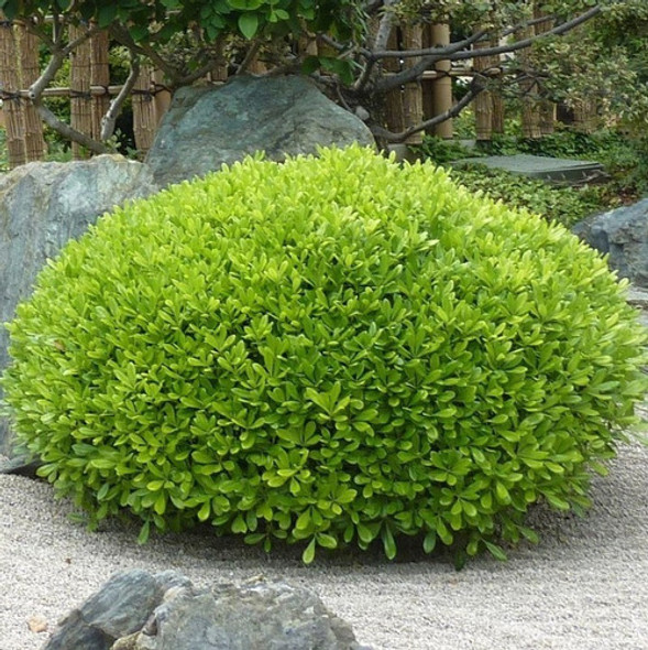 Pittosporum Tobira Wheeleri (azarero Enano) 1 Pittosporum Tobira Wheeleri (azarero Enano) 1