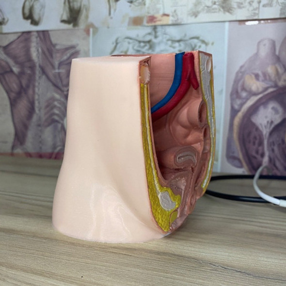Aparato Reproductor Femenino 3d Pintado A Mano 1