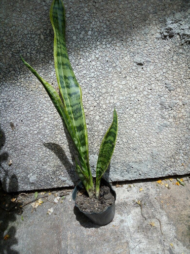 Espadas De San Jorge. Siempre Viva 1