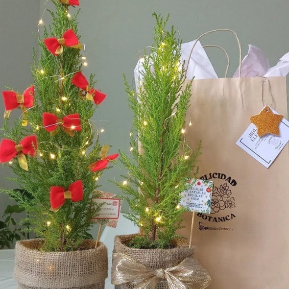 Pinos  Vivosdecorados Y Con Luces. I  G Felicidad . Botanica 1 Pinos  Vivosdecorados Y Con Luces. I  G Felicidad . Botanica 1