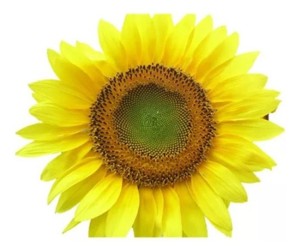 Girasol Gigante Para Sembrar Plantas Ideal Casa Jardines  1k 0 Girasol Gigante Para Sembrar Plantas Ideal Casa Jardines  1k 0