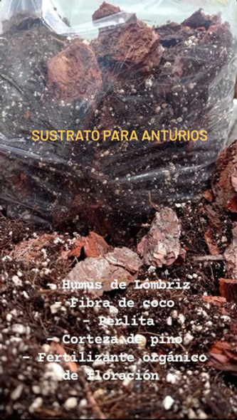 Sustrato Para Anturios 1