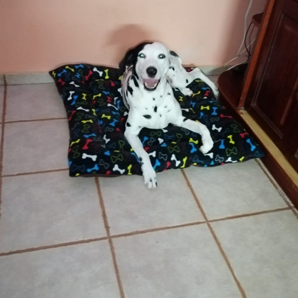 Cama Camita Colchón Para Perros O Gatos 0 Cama Camita Colchón Para Perros O Gatos 0