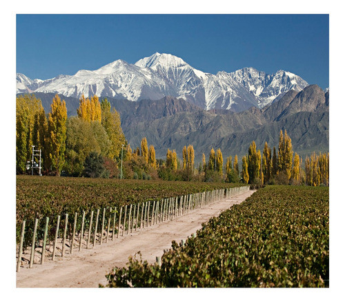 Espumante Alma Negra Blanc De Blanc 750 Ml 1