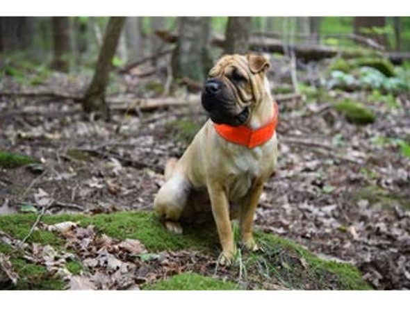 Ve Al Perro! Collar De Perro De Facil Sujecion, Naranja De 1