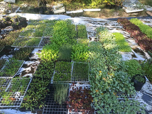 Bandeja Plantines Repollo Brócoli 1