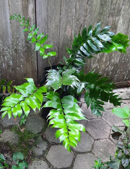Vivero Cielo Verde Orgánico, Helecho Cyrtomium Falcatum 1