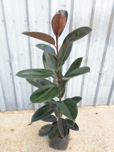 Planta Ficus Elástico Gomero 1