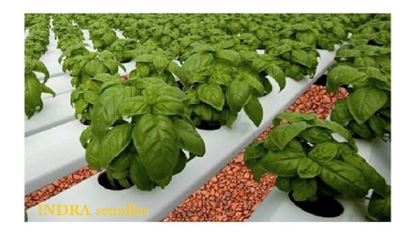 Espinaca  A Granel X 1 Kilo Imp. Italia   Mediterranea 1 Espinaca  A Granel X 1 Kilo Imp. Italia   Mediterranea 1